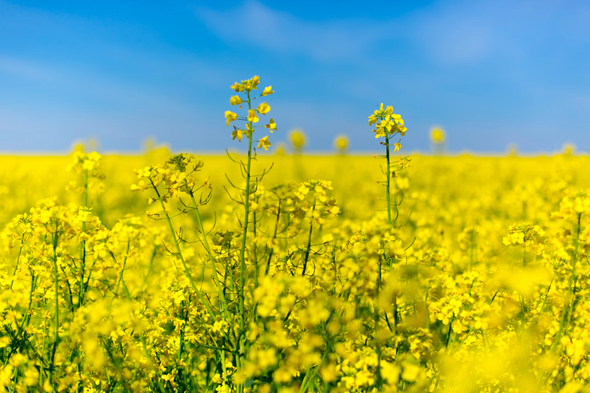 Premium Rapeseed